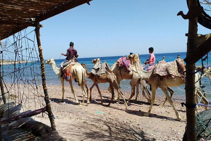 Upplev den livfulla Färgade kanjonen, snorkla i Blå hålet och njut av en kameltur i Dahab på detta Sinaiäventyr från Sharm El Sheikh, foto 23 | wizardtrip