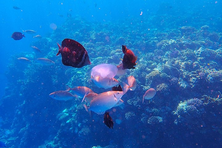 Upplev den livfulla Färgade kanjonen, snorkla i Blå hålet och njut av en kameltur i Dahab på detta Sinaiäventyr från Sharm El Sheikh, foto 35 | wizardtrip