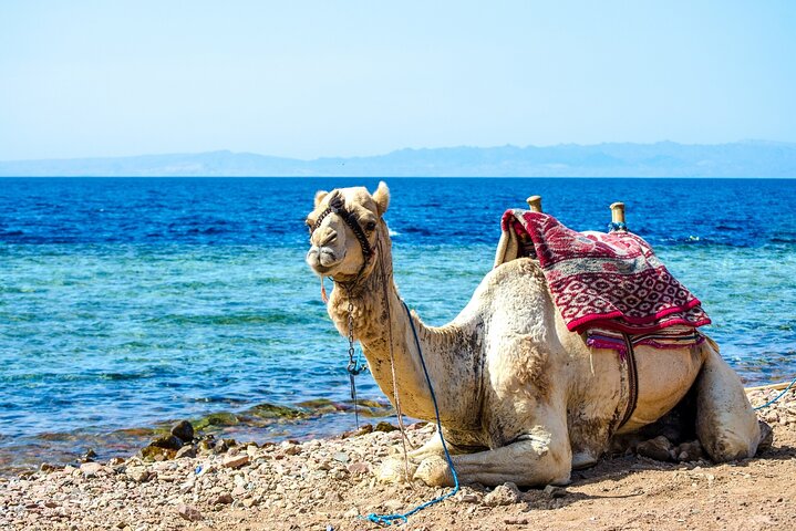 Upplev den livfulla Färgade kanjonen, snorkla i Blå hålet och njut av en kameltur i Dahab på detta Sinaiäventyr från Sharm El Sheikh, foto 43 | wizardtrip