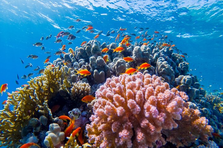 Esplora i diversi paesaggi e la vita marina del Parco Nazionale di Ras Mohammed in un tour via terra da Sharm El Sheikh, foto 6 | wizardtrip