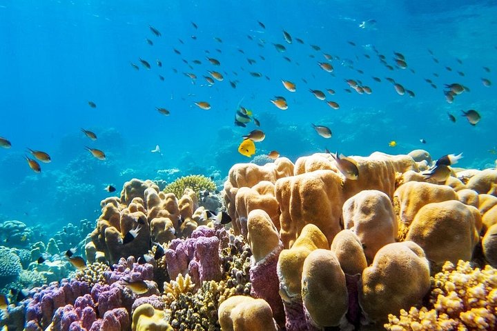 Esplora i diversi paesaggi e la vita marina del Parco Nazionale di Ras Mohammed in un tour via terra da Sharm El Sheikh, foto 8 | wizardtrip