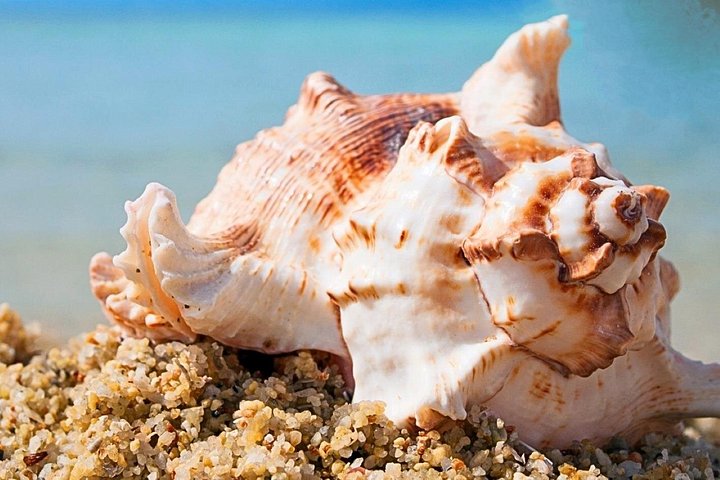 Esplora i diversi paesaggi e la vita marina del Parco Nazionale di Ras Mohammed in un tour via terra da Sharm El Sheikh, foto 9 | wizardtrip