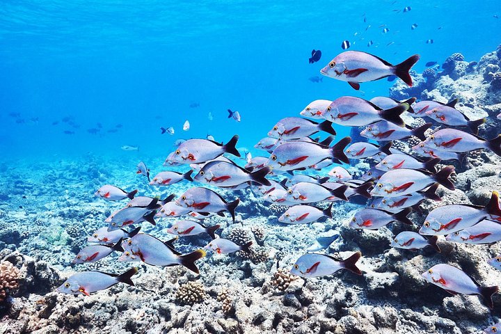 Esplora i diversi paesaggi e la vita marina del Parco Nazionale di Ras Mohammed in un tour via terra da Sharm El Sheikh, foto 10 | wizardtrip