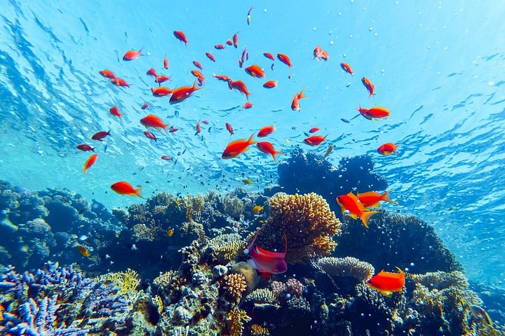 Esplora i diversi paesaggi e la vita marina del Parco Nazionale di Ras Mohammed in un tour via terra da Sharm El Sheikh, foto 14 | wizardtrip