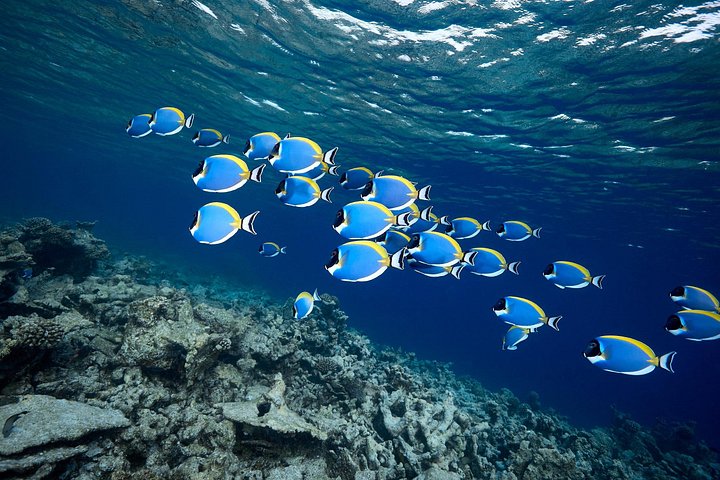 Esplora i diversi paesaggi e la vita marina del Parco Nazionale di Ras Mohammed in un tour via terra da Sharm El Sheikh, foto 19 | wizardtrip