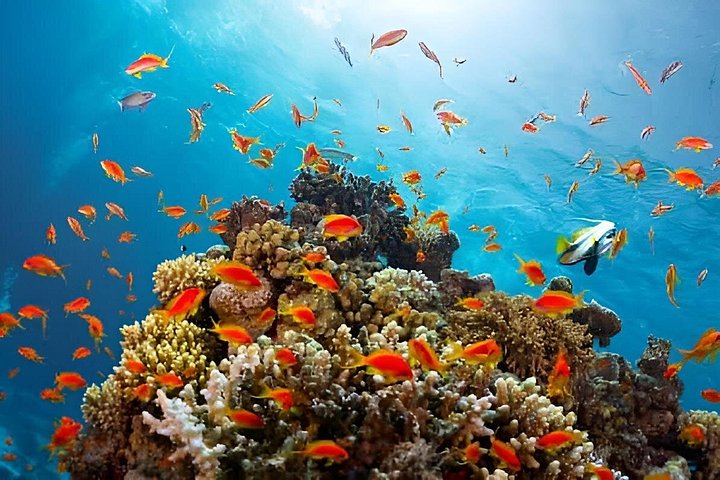 Esplora i diversi paesaggi e la vita marina del Parco Nazionale di Ras Mohammed in un tour via terra da Sharm El Sheikh, foto 24 | wizardtrip