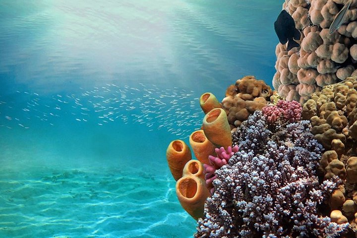 Esplora i diversi paesaggi e la vita marina del Parco Nazionale di Ras Mohammed in un tour via terra da Sharm El Sheikh, foto 35 | wizardtrip