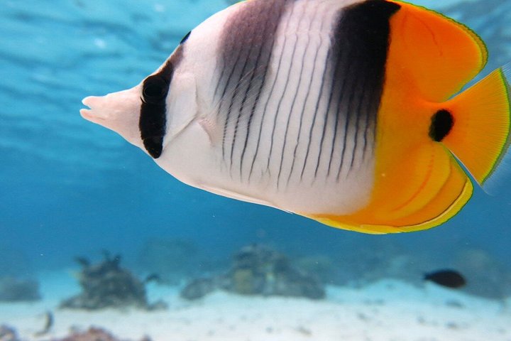 Esplora i diversi paesaggi e la vita marina del Parco Nazionale di Ras Mohammed in un tour via terra da Sharm El Sheikh, foto 40 | wizardtrip