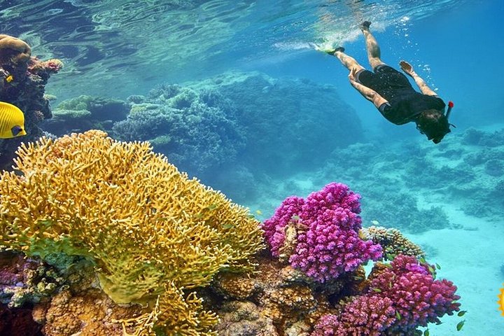 Esplora i diversi paesaggi e la vita marina del Parco Nazionale di Ras Mohammed in un tour via terra da Sharm El Sheikh, foto 42 | wizardtrip