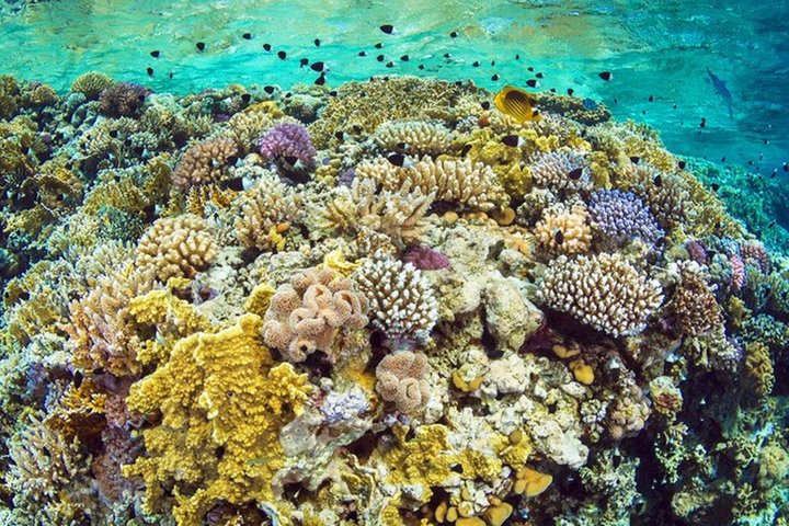 Esplora i diversi paesaggi e la vita marina del Parco Nazionale di Ras Mohammed in un tour via terra da Sharm El Sheikh, foto 46 | wizardtrip