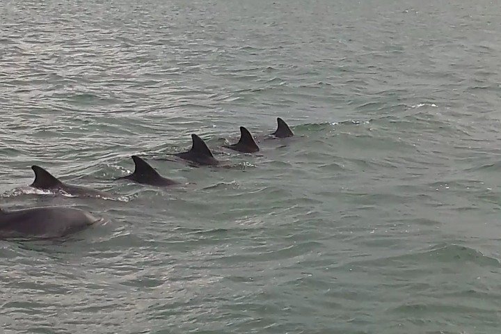 Crociera ecologica di avvistamento delfini a John's Pass, Florida, foto 10 | wizardtrip