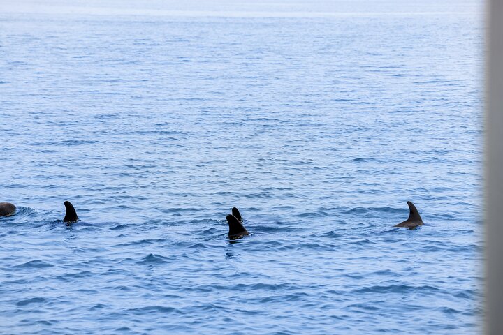 Crociera ecologica di avvistamento delfini a John's Pass, Florida, foto 12 | wizardtrip