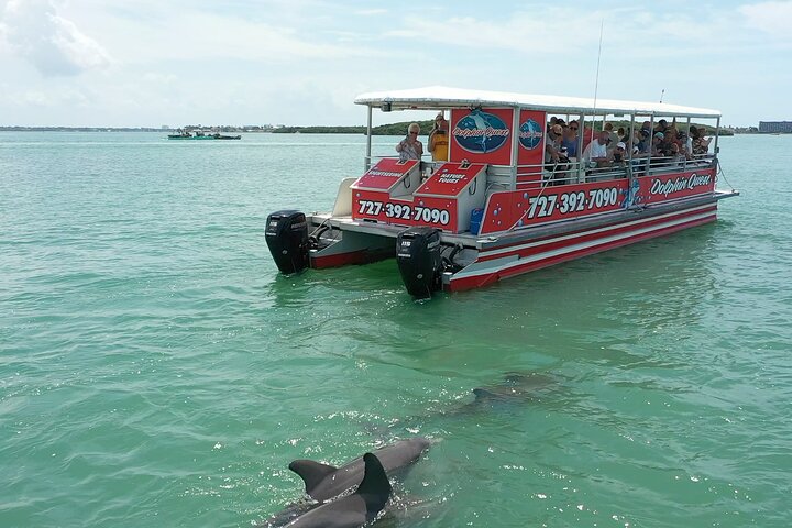 Crociera ecologica di avvistamento delfini a John's Pass, Florida, foto 14 | wizardtrip