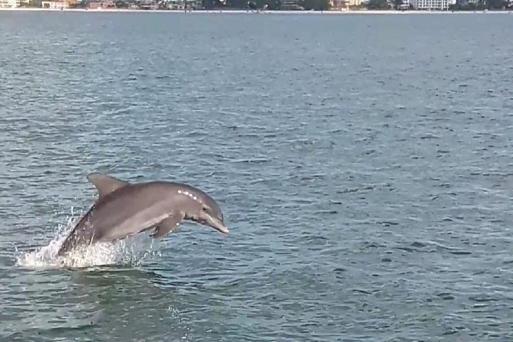 Crociera ecologica di avvistamento delfini a John's Pass, Florida, foto 15 | wizardtrip