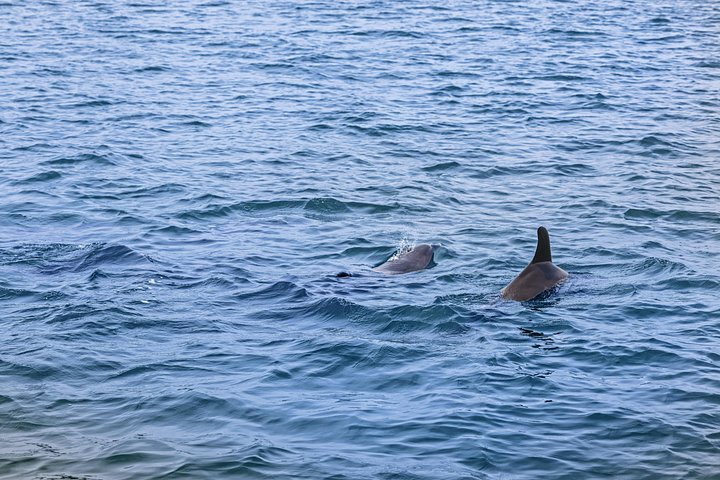 Crociera ecologica di avvistamento delfini a John's Pass, Florida, foto 17 | wizardtrip