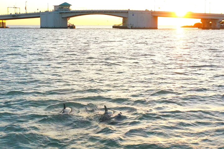 Crociera ecologica di avvistamento delfini a John's Pass, Florida, foto 24 | wizardtrip