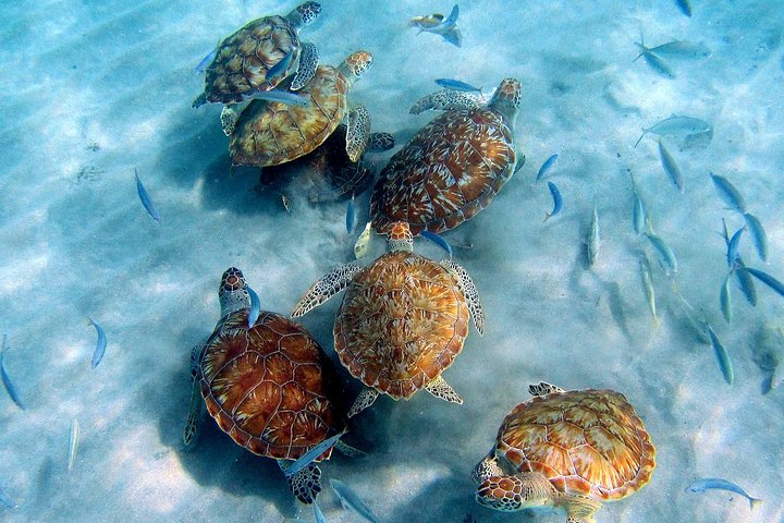 Tour por las playas de la costa oeste de Curazao, incluyendo snorkel con tortugas y visita a parques nacionales, foto 2 | wizardtrip