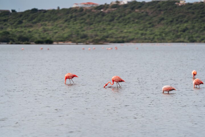 Tour por las playas de la costa oeste de Curazao, incluyendo snorkel con tortugas y visita a parques nacionales, foto 6 | wizardtrip