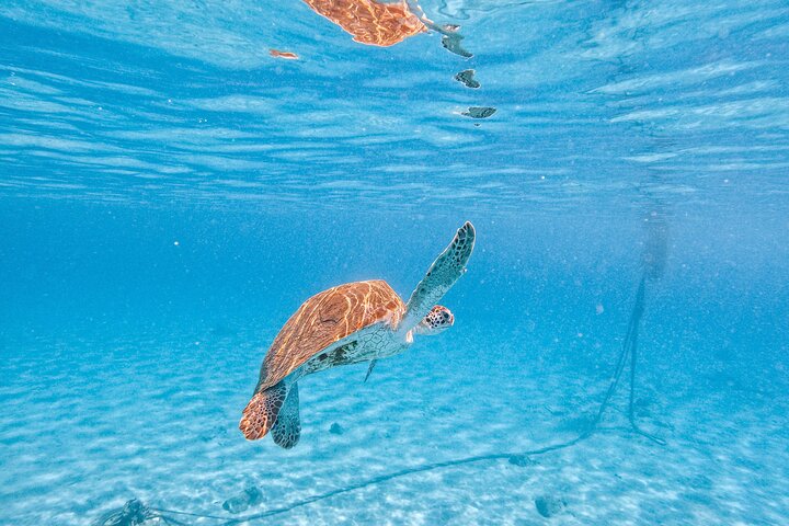 Tour por las playas de la costa oeste de Curazao, incluyendo snorkel con tortugas y visita a parques nacionales, foto 13 | wizardtrip
