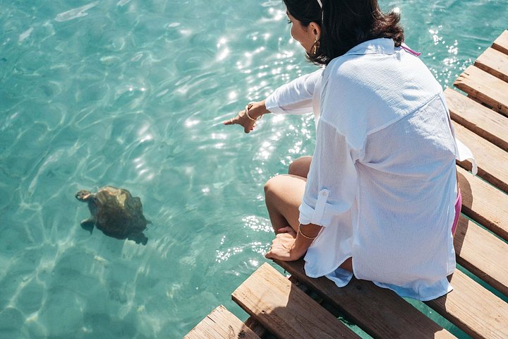 Tour por las playas de la costa oeste de Curazao, incluyendo snorkel con tortugas y visita a parques nacionales, foto 14 | wizardtrip