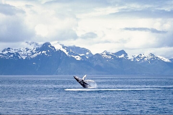 Whale watching tour in Juneau, Alaska, featuring humpback whales and scenic coastal views, photo 1 | wizardtrip