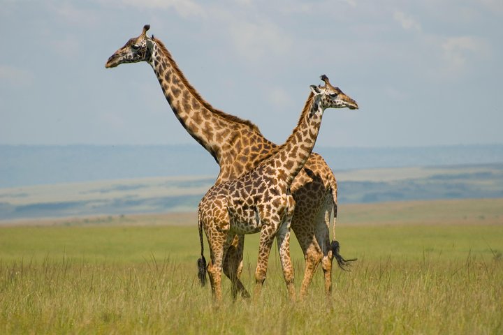 3 Dagen Masai Mara Groepsreis | wizardtrip