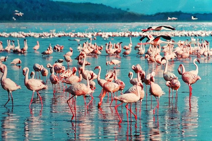 Kenya | wizardtrip