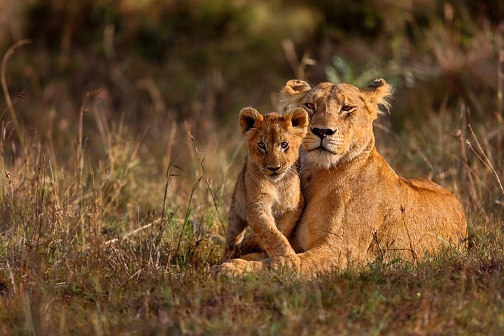 Budget-Safari-Abenteuer im kenianischen Masai Mara, Lake Nakuru und Lake Naivasha, Foto 6 | wizardtrip