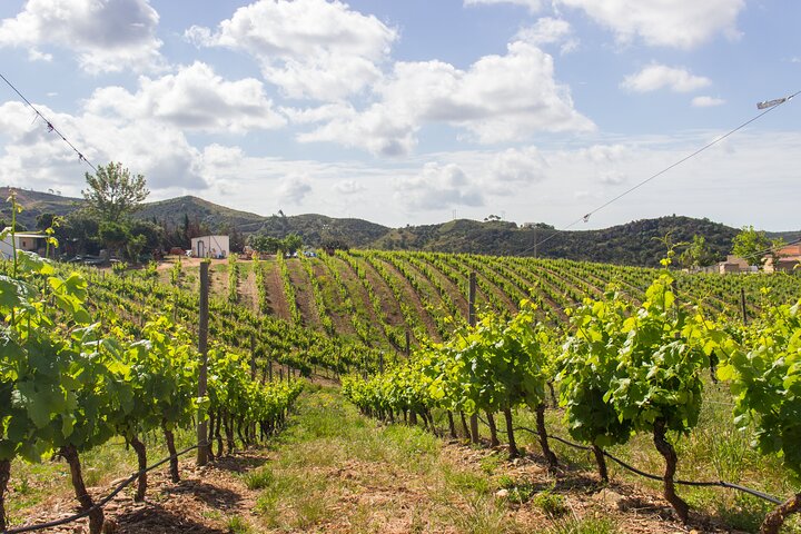 Desfrute de um tour de degustação de vinhos em Albufeira, Portugal, com uma visita à histórica Silves, foto 6 | wizardtrip