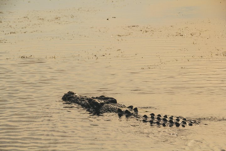 Naturskønt bådcruise på Yellow Water Billabong, Kakadu National Park, Australien, foto 6 | wizardtrip