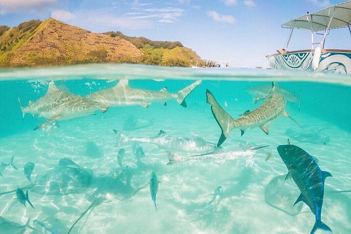 Profitez d'une excursion partagée dans le lagon de Moorea avec snorkeling, nage avec des requins et des raies, et déjeuner sur un motu, photo 13 | wizardtrip