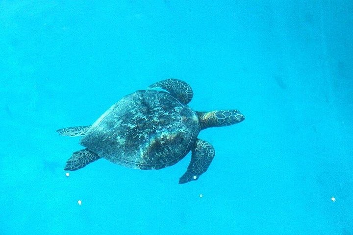 Profitez d'une excursion partagée dans le lagon de Moorea avec snorkeling, nage avec des requins et des raies, et déjeuner sur un motu, photo 14 | wizardtrip