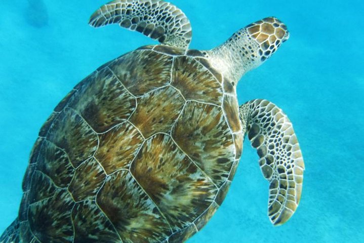 Catamaran sailing and snorkeling adventure with sea turtles in St. Thomas, photo 7 | wizardtrip
