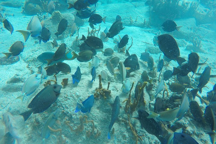 Catamaran sailing and snorkeling adventure with sea turtles in St. Thomas, photo 8 | wizardtrip