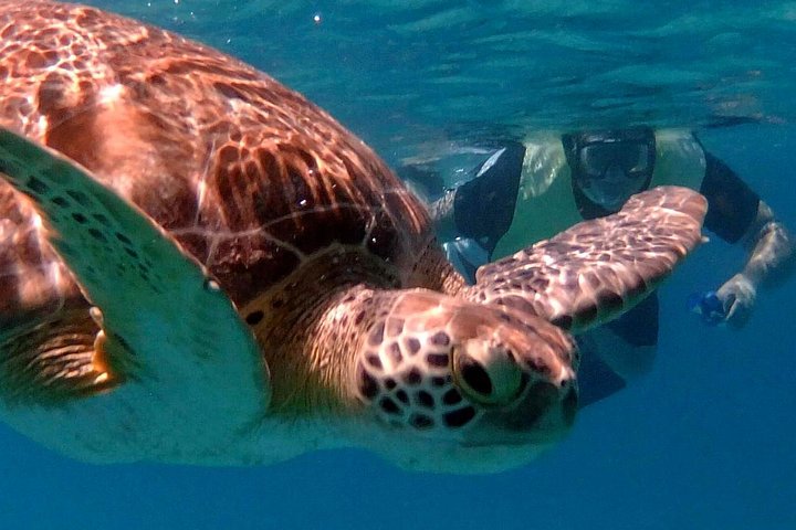 Catamaran sailing and snorkeling adventure with sea turtles in St. Thomas, photo 11 | wizardtrip