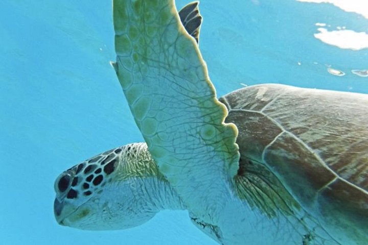 Catamaran sailing and snorkeling adventure with sea turtles in St. Thomas, photo 13 | wizardtrip