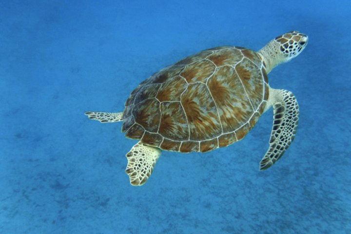 Catamaran sailing and snorkeling adventure with sea turtles in St. Thomas, photo 14 | wizardtrip