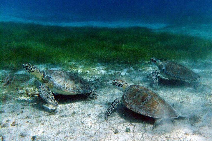 Catamaran sailing and snorkeling adventure with sea turtles in St. Thomas, photo 16 | wizardtrip
