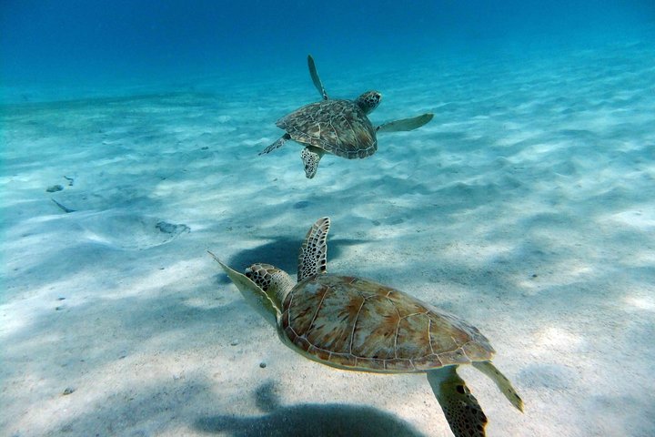 Catamaran sailing and snorkeling adventure with sea turtles in St. Thomas, photo 17 | wizardtrip