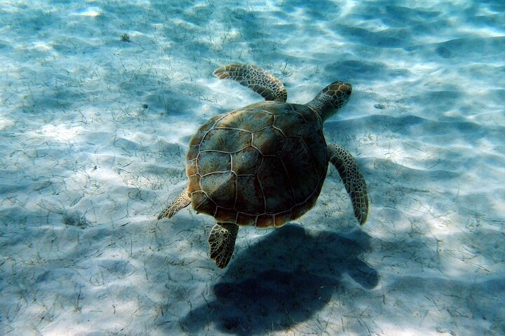 Catamaran sailing and snorkeling adventure with sea turtles in St. Thomas, photo 18 | wizardtrip