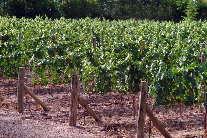 Malbec-vinsmaking og vingårdstur på Bodega Tierras Altas i Luján de Cuyo, Argentina, foto 6 | wizardtrip