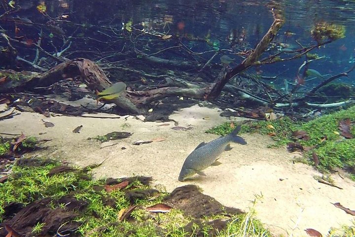Schnorchelabenteuer im klaren Wasser des Recanto Ecológico Rio da Prata, Bonito, Brasilien, Foto 8 | wizardtrip