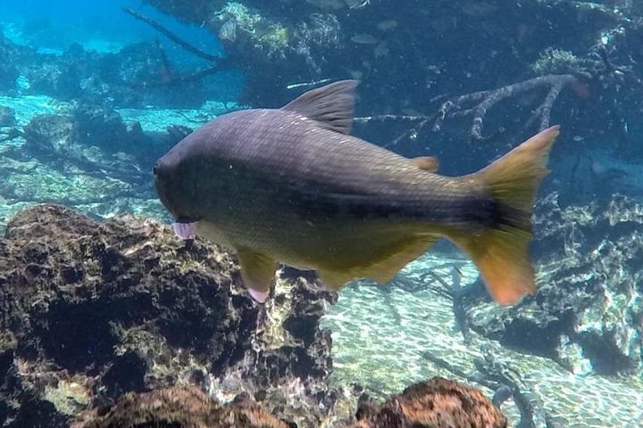 Schnorchelabenteuer im klaren Wasser des Recanto Ecológico Rio da Prata, Bonito, Brasilien, Foto 9 | wizardtrip