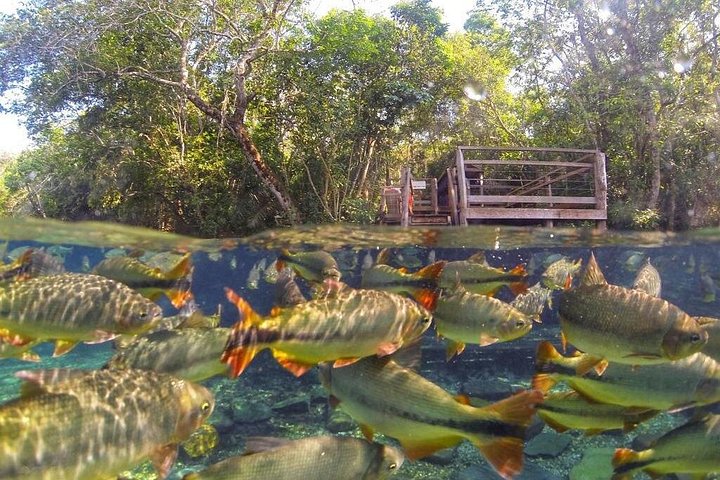 Schnorchelabenteuer im klaren Wasser des Recanto Ecológico Rio da Prata, Bonito, Brasilien, Foto 17 | wizardtrip