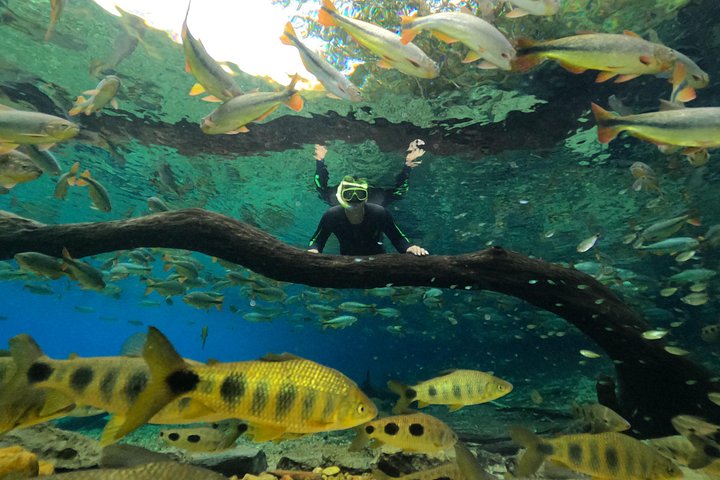 Schnorchelabenteuer im klaren Wasser des Recanto Ecológico Rio da Prata, Bonito, Brasilien, Foto 21 | wizardtrip