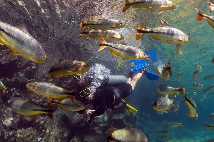 Schnorchelabenteuer im klaren Wasser des Recanto Ecológico Rio da Prata, Bonito, Brasilien, Foto 22 | wizardtrip