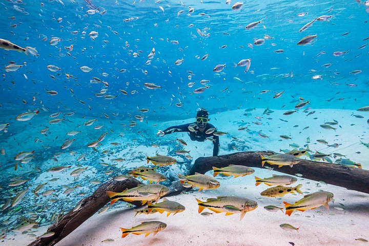 Schnorchelabenteuer im klaren Wasser des Recanto Ecológico Rio da Prata, Bonito, Brasilien, Foto 24 | wizardtrip