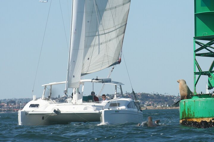 Nyd en katamaransejlads i San Diego havn, spot havliv og byudsigt, foto 13 | wizardtrip