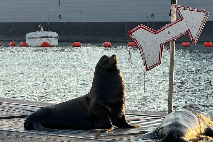 Nyd en katamaransejlads i San Diego havn, spot havliv og byudsigt, foto 14 | wizardtrip