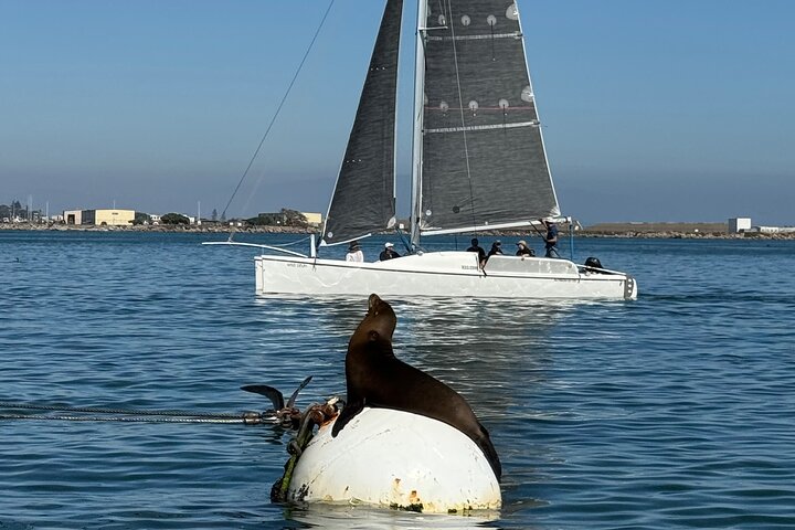 Nyd en katamaransejlads i San Diego havn, spot havliv og byudsigt, foto 19 | wizardtrip